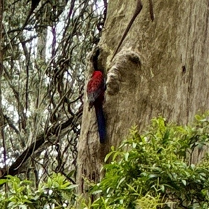 Platycercus elegans (Crimson Rosella) at Sherbrooke, VIC - 23 Sep 2025 by Hejor1