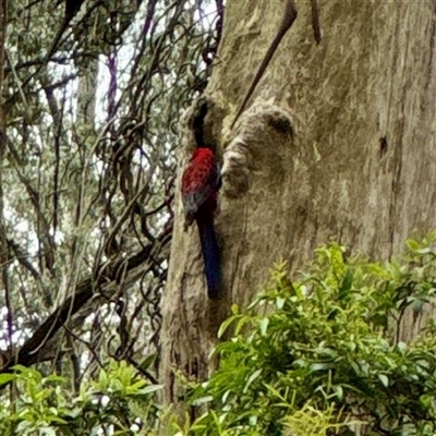 Platycercus elegans (Crimson Rosella) at Sherbrooke, VIC - 23 Sep 2025 by Hejor1