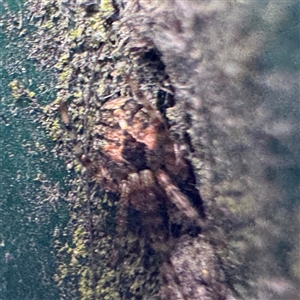 Cryptachaea veruculata at Sassafras, VIC - 23 Sep 2025 by Hejor1