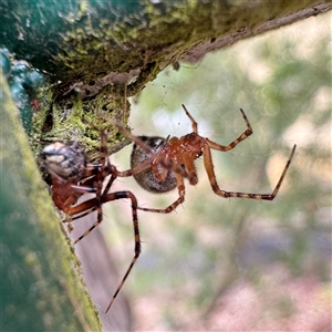 Cryptachaea sp. at Sassafras, VIC - 23 Sep 2025 by Hejor1
