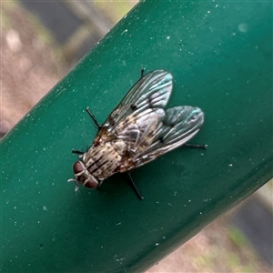 Helina sp. (genus) (Muscid fly) at Sassafras, VIC - 23 Sep 2025 by Hejor1
