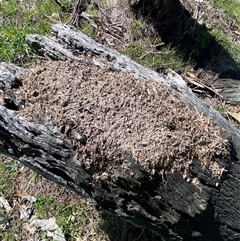 Papyrius sp. (genus) (A Coconut Ant) at Whitlam, ACT - 23 Sep 2025 by SteveBorkowskis