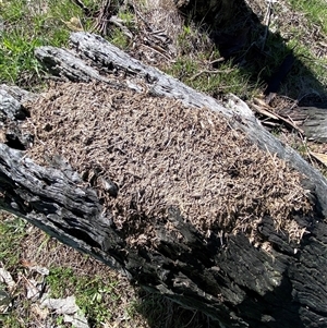 Papyrius sp. (genus) (A Coconut Ant) at Whitlam, ACT - 23 Sep 2025 by SteveBorkowskis