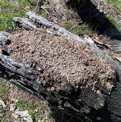 Papyrius sp. (genus) (A Coconut Ant) at Whitlam, ACT - 23 Sep 2025 by SteveBorkowskis