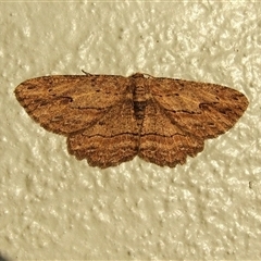 Ectropis excursaria (Common Bark Moth) at Donald, VIC - 29 Aug 2010 by WendyEM