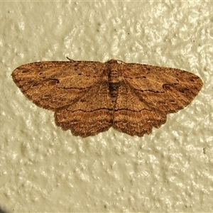 Ectropis excursaria (Common Bark Moth) at Donald, VIC - 29 Aug 2010 by WendyEM