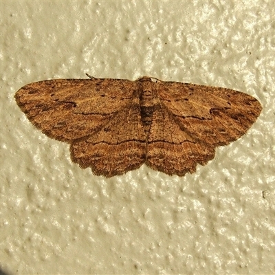 Ectropis excursaria (Common Bark Moth) at Donald, VIC - 29 Aug 2010 by WendyEM