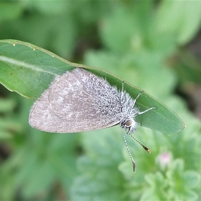 Zizina otis (Common Grass-Blue) at Morton Plains, VIC - 29 Aug 2010 by WendyEM