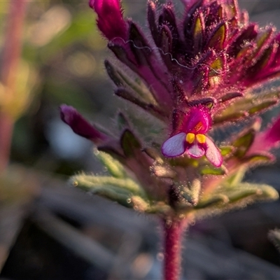 Parentucellia latifolia (Red Bartsia) at Gungahlin, ACT - 23 Sep 2025 by chriselidie