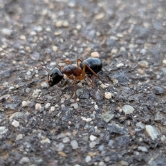 Camponotus sp. (genus) (A sugar ant) at Gungahlin, ACT - 23 Sep 2025 by chriselidie