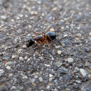 Camponotus sp. (genus) (A sugar ant) at Gungahlin, ACT - 23 Sep 2025 by chriselidie