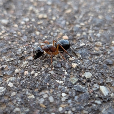 Camponotus sp. (genus) (A sugar ant) at Gungahlin, ACT - 23 Sep 2025 by chriselidie