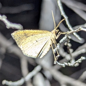 Unverified Butterfly (Lepidoptera, Rhopalocera) by HelenCross