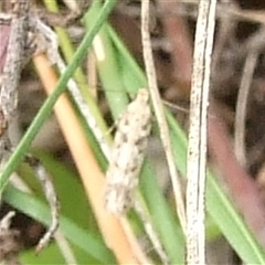 Gelechiidae (family) at Morton Plains, VIC - 29 Aug 2010 by WendyEM