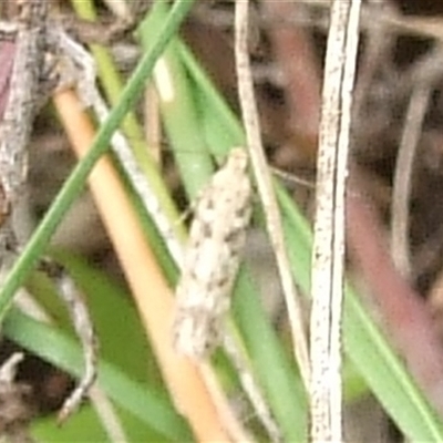 Gelechiidae (family) at Morton Plains, VIC - 29 Aug 2010 by WendyEM
