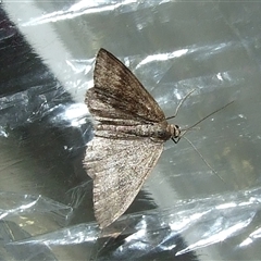Scopula (genus) (A wave moth (Sterrhinae)) at Morton Plains, VIC - 29 Aug 2010 by WendyEM