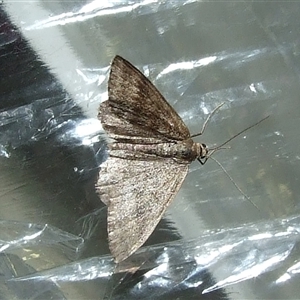 Scopula (genus) (A wave moth (Sterrhinae)) at Morton Plains, VIC - 29 Aug 2010 by WendyEM