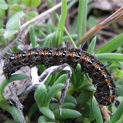 Apina callisto (Pasture Day Moth) at Morton Plains, VIC - 29 Aug 2010 by WendyEM