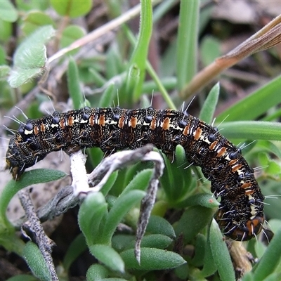 Apina callisto (Pasture Day Moth) at Morton Plains, VIC - 29 Aug 2010 by WendyEM