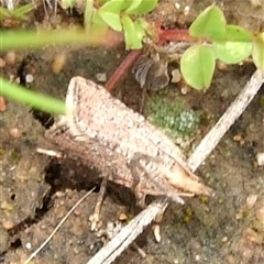 Tarochota ceramica (A Leafroller moth (Archipini) at Morton Plains, VIC - 29 Aug 2010 by WendyEM