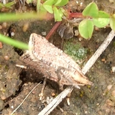 Tarochota ceramica (A Leafroller moth (Archipini) at Morton Plains, VIC - 29 Aug 2010 by WendyEM
