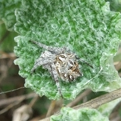 Backobourkia (genus) at Morton Plains, VIC - 29 Aug 2010 by WendyEM