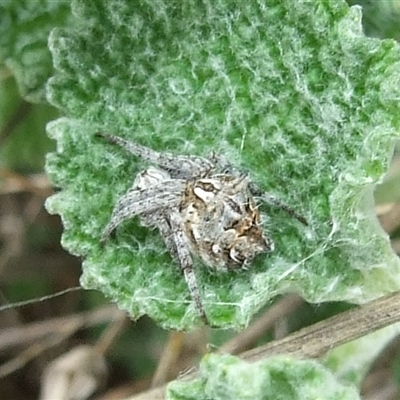 Backobourkia (genus) at Morton Plains, VIC - 29 Aug 2010 by WendyEM