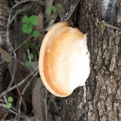 Unverified Shelf-like to hoof-like & usually on wood at Morton Plains, VIC - 29 Aug 2010 by WendyEM