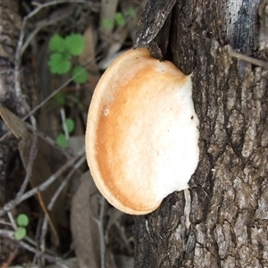 Unverified Shelf-like to hoof-like & usually on wood at Morton Plains, VIC - 29 Aug 2010 by WendyEM