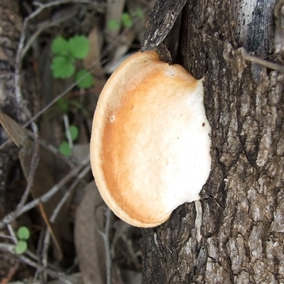 Unverified Shelf-like to hoof-like & usually on wood at Morton Plains, VIC - 29 Aug 2010 by WendyEM