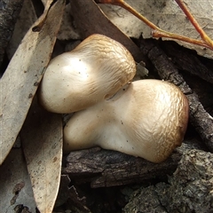 Unverified Cap on a stem; gills below cap [mushrooms or mushroom-like] at Morton Plains, VIC - 29 Aug 2010 by WendyEM