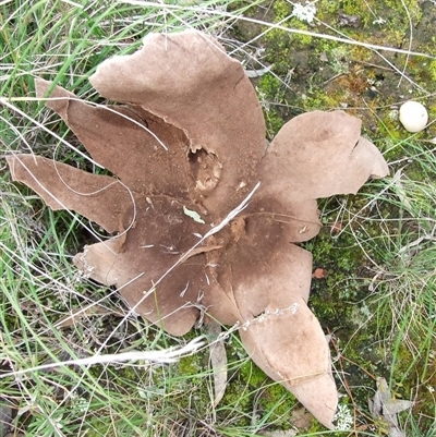 Scleroderma sp. at Morton Plains, VIC - 29 Aug 2010 by WendyEM