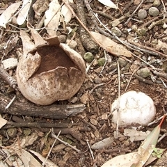 Scleroderma sp. at Morton Plains, VIC - 29 Aug 2010 by WendyEM