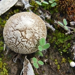 Scleroderma sp. at Morton Plains, VIC - 29 Aug 2010 by WendyEM