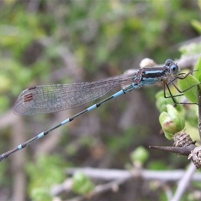 Austrolestes leda (Wandering Ringtail) at Morton Plains, VIC - 29 Aug 2010 by WendyEM