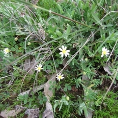 Unverified Daisy at Morton Plains, VIC - 29 Aug 2010 by WendyEM