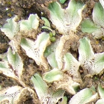 Unverified Moss, Liverwort or Hornwort at Morton Plains, VIC - 29 Aug 2010 by WendyEM