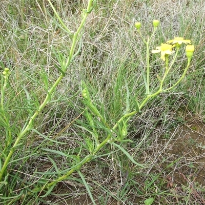 Senecio (genus) at Morton Plains, VIC - 29 Aug 2010 by WendyEM