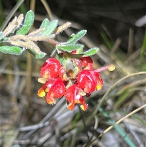 Grevillea alpina at Acton, ACT - suppressed