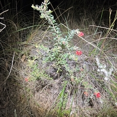 Grevillea alpina at Acton, ACT - suppressed