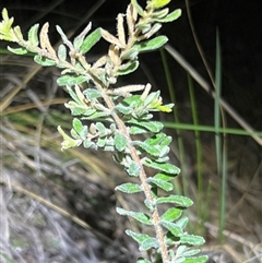 Grevillea alpina at Acton, ACT - suppressed