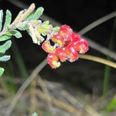 Grevillea alpina at Acton, ACT - suppressed