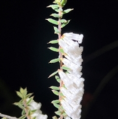Styphelia fletcheri subsp. brevisepala (Twin Flower Beard-Heath) at Acton, ACT - 23 Sep 2025 by JimL