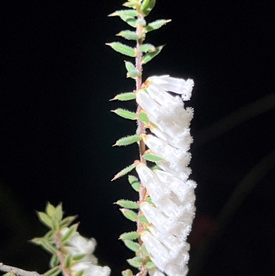 Styphelia fletcheri subsp. brevisepala (Twin Flower Beard-Heath) at Acton, ACT - 23 Sep 2025 by JimL