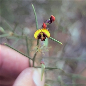 Pultenaea (genus) by HelenCross
