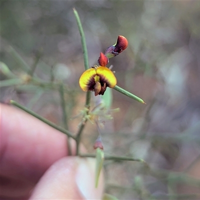 Pultenaea (genus) at  - suppressed by HelenCross