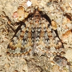 Dichromodes disputata (Scaled Heath Moth) at Tharwa, ACT - 23 Sep 2025 by JohnBundock