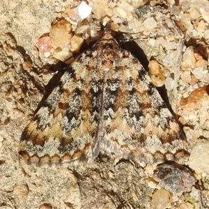 Dichromodes disputata (Scaled Heath Moth) at Tharwa, ACT - 23 Sep 2025 by JohnBundock