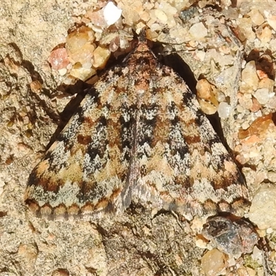 Dichromodes disputata (Scaled Heath Moth) at Tharwa, ACT - 23 Sep 2025 by JohnBundock