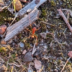 Camponotus consobrinus (Banded sugar ant) at Gungahlin, ACT - 23 Sep 2025 by chriselidie